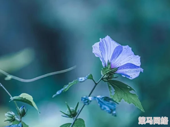 武林外传手游攻略：揭秘落花人独立微雨燕双飞称号详细获得方法